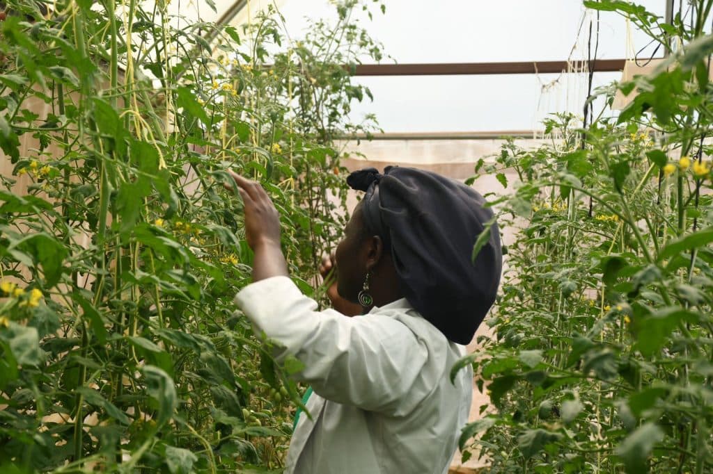 $48M project to boost Uganda’s youth participation in agribusiness