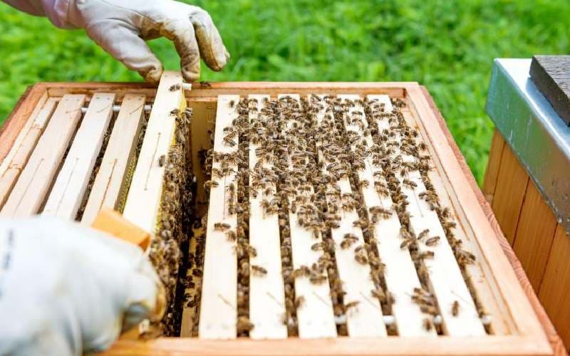 Communities in Isiolo urged to embrace beekeeping