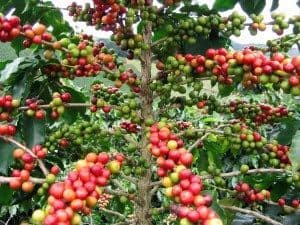 Kirinyaga: Coffee farmers call for intervention over low pay