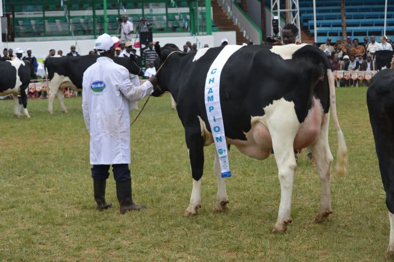 Dairy board looks to new law to boost milk production