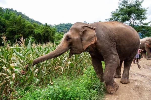 Tension high as man trampled by an elephant in Igembe