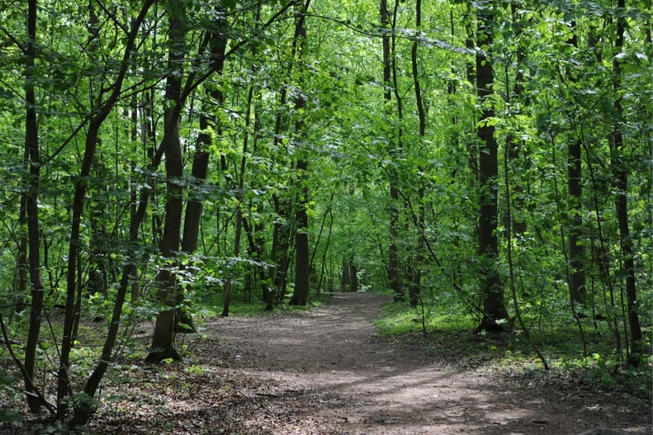 Meru: KFS sign Forest Management Agreement plan with CFAs