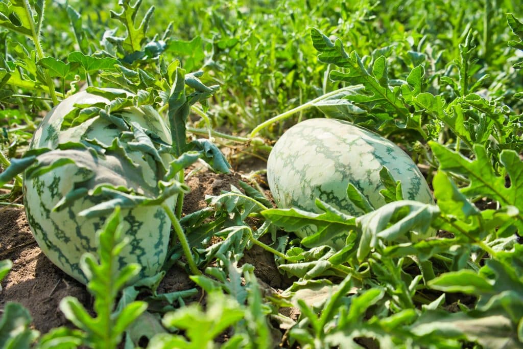 Pastoralists in Garissa embrace farming amid biting drought