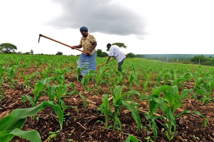 AGRA unveils strategy to boost food security in Kenya