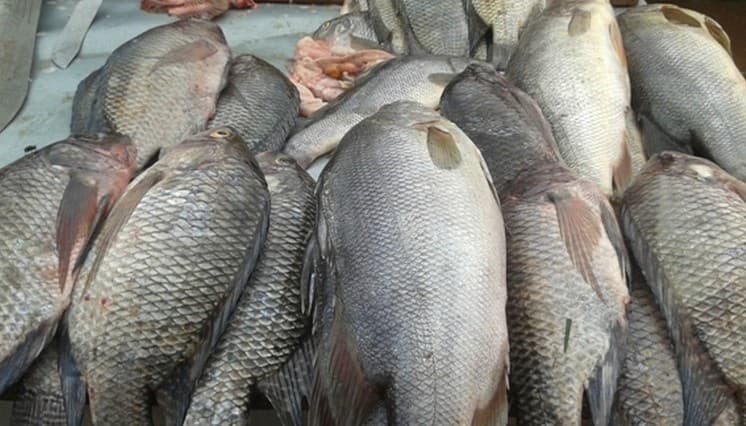 Firm bets on new line to ease cost of fish feeds