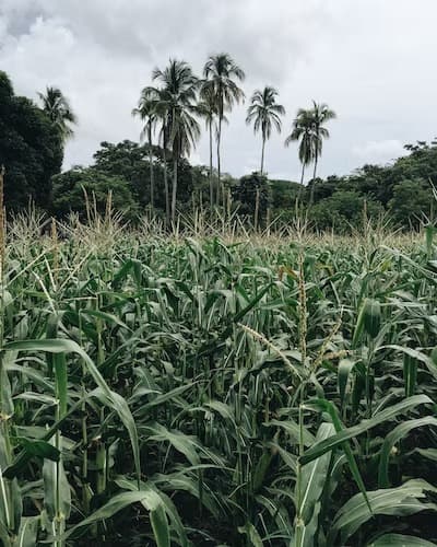 food maize