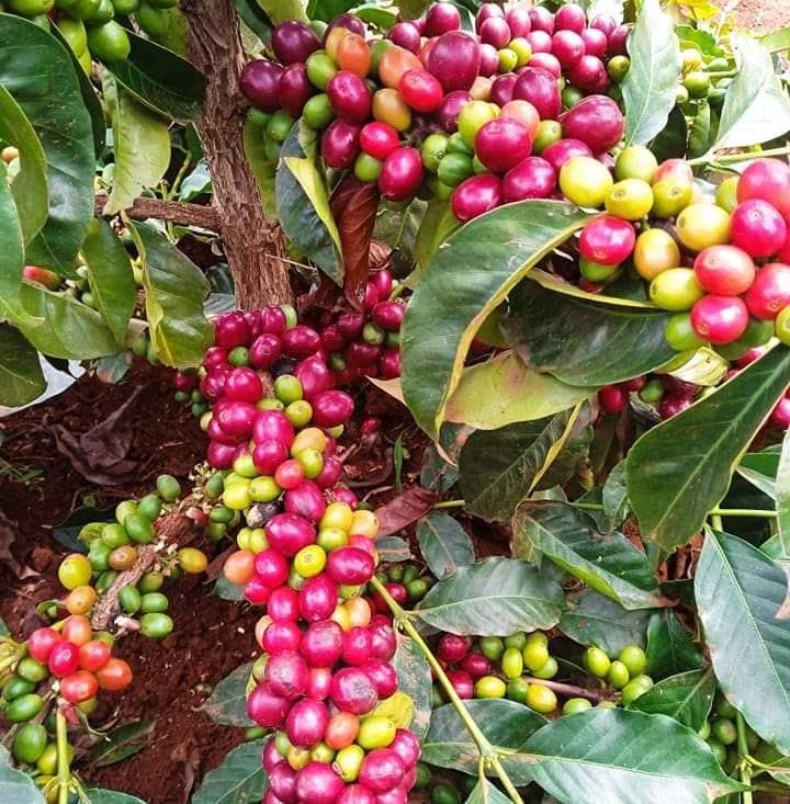 NCE to hike coffee auction fees to boost revenue