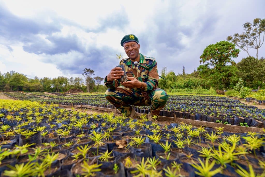 Kinale nursery ramps up to 8M seedlings for Kenya’s 15B tree goal