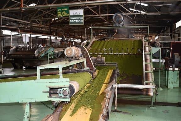 Tea farmers set up for better pay after Ksh 3.5B investment by state
