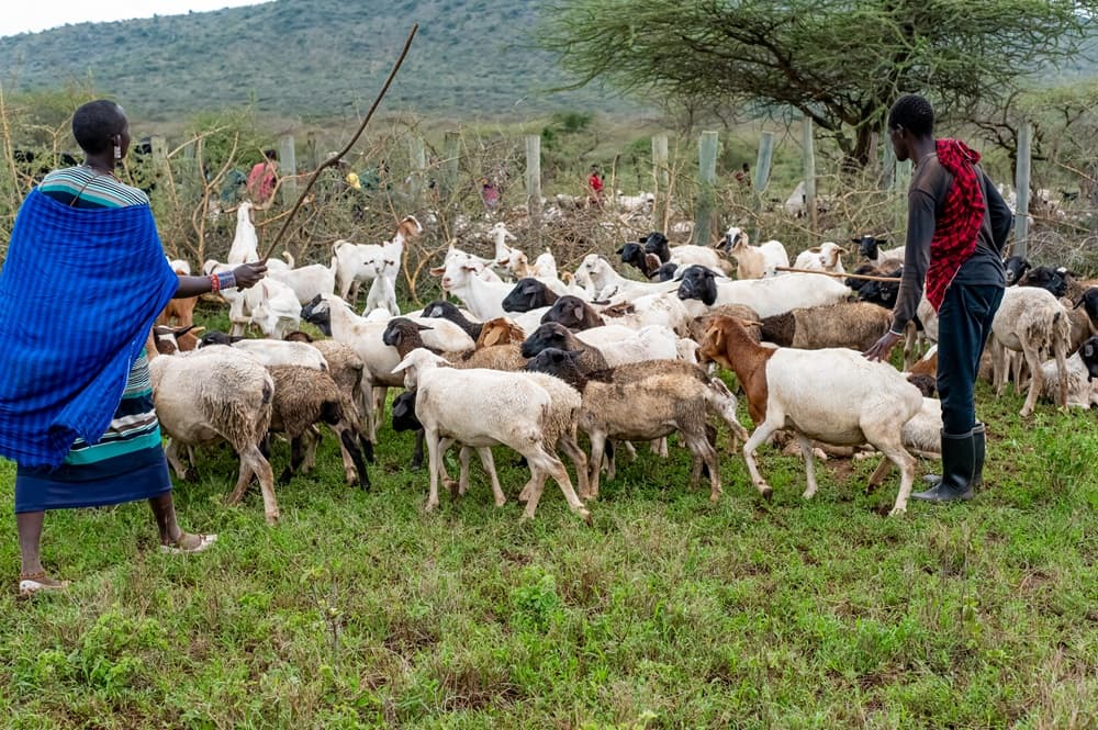 Government intensifies livestock disease control to protect farmers, exports