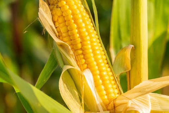 Farmers won’t be forced to adopt GM maize