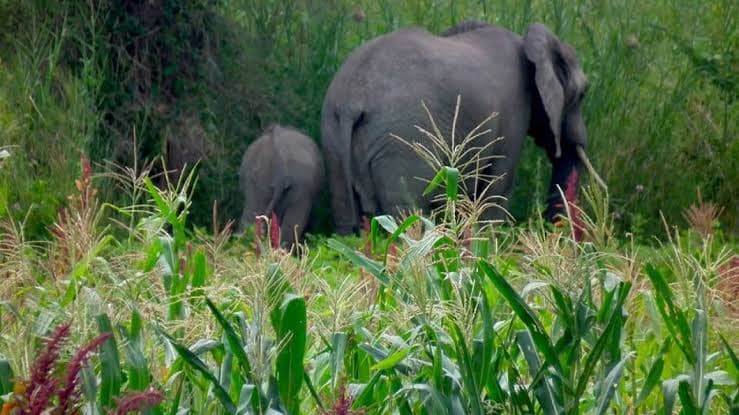State releases Ksh 950M to compensate victims of human-wildlife conflict