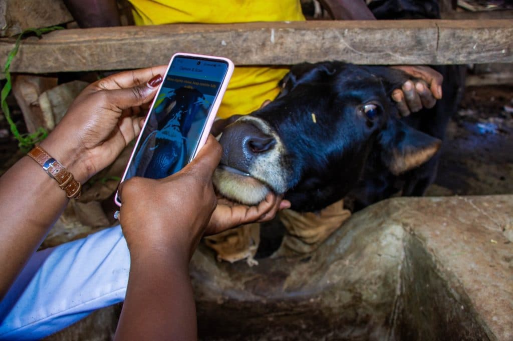 Waiguru launches digital livestock registration, targets 80,000 cattle in vaccination drive