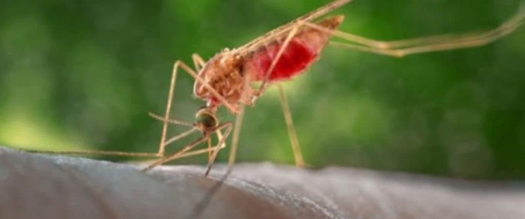 WHO prequalifies first-ever malaria treatment for newborns and infants, adds new diagnostic tests