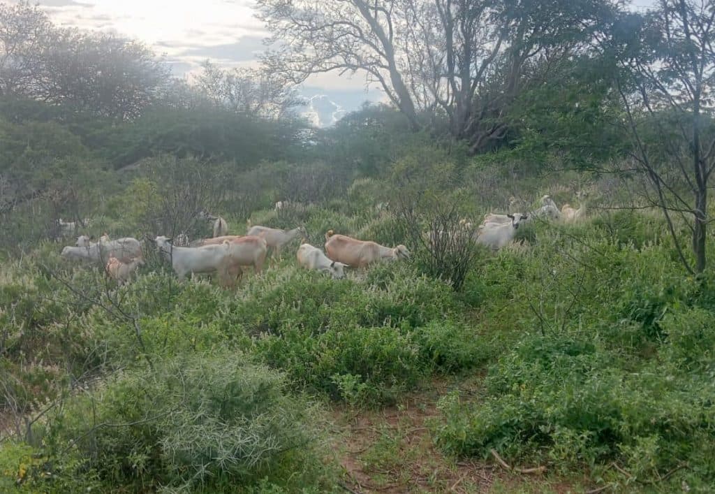 Police recover stolen goats in Tseikuru as calm returns following deadly attacks