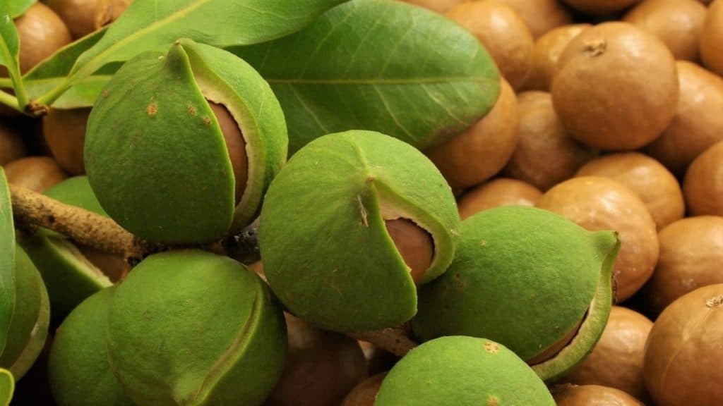 AFA mounts crackdown on dealers of macadamia nuts