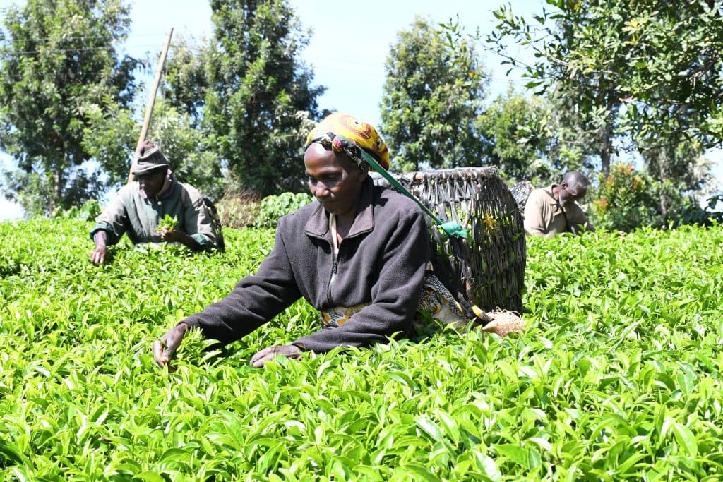 Tea farmers reject 0.8pc levy as proposed in the Tea Bill