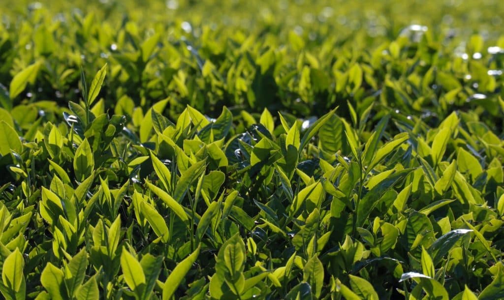 Kenya targets Ksh 1.2B annual collection from tea levy