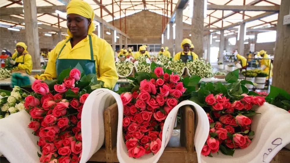 Flower farms begin downsizing workforce on rising fuel costs
