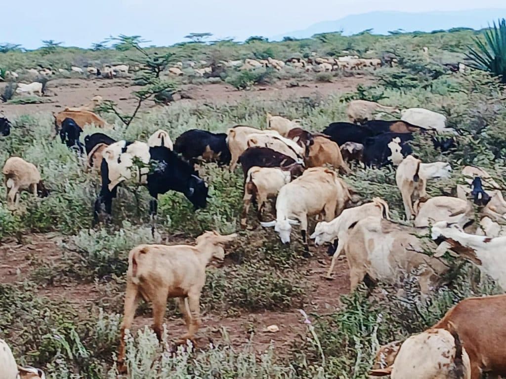 Police repulse bandits, recover stolen livestock in Isiolo