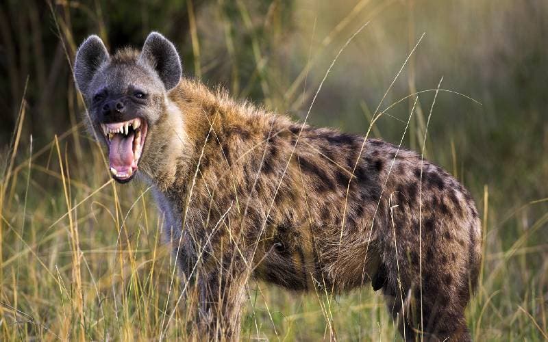 KWS steps up hunt for hyena spotted in Syokimau