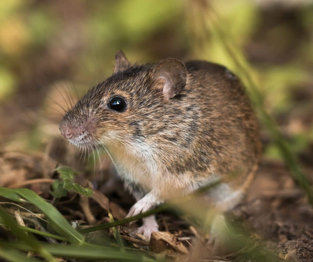 EXPLAINER: How Hantavirus, spread by rodents, affects lungs and kidneys