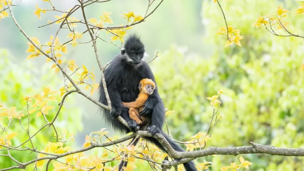 Chongqing releases first forestry biodiversity report, targets 95% protection rate by 2030