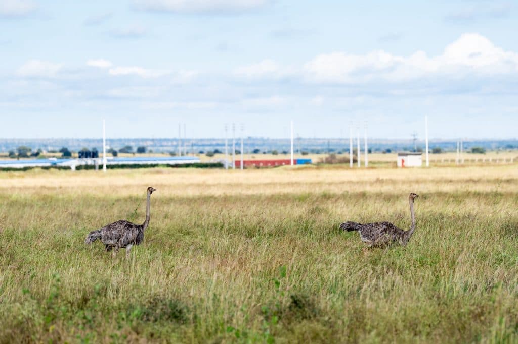 Konza Technopolis becomes Africa’s first smart city with official wildlife conservancy