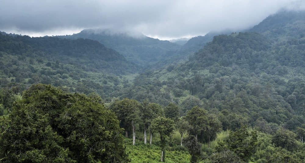 Rhino Ark demands halt of forest airstrip construction