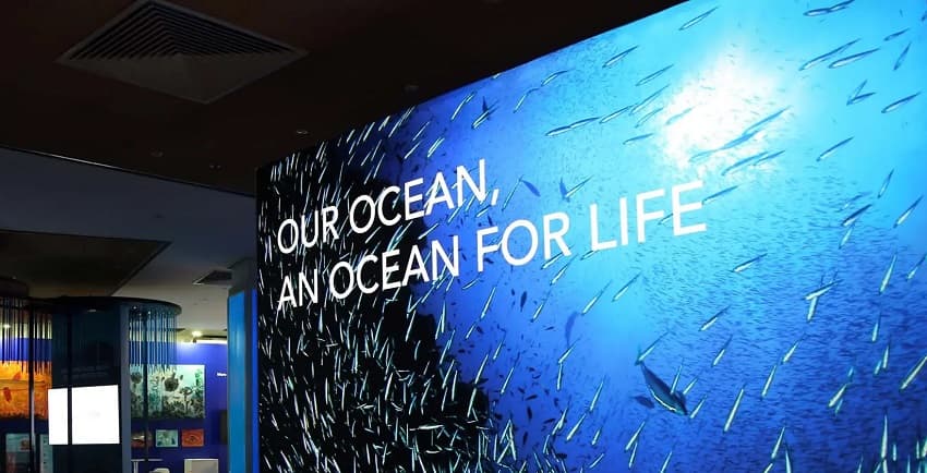 Plastic pollution poisoning marine ecosystems and entering the food chain, coalition warns