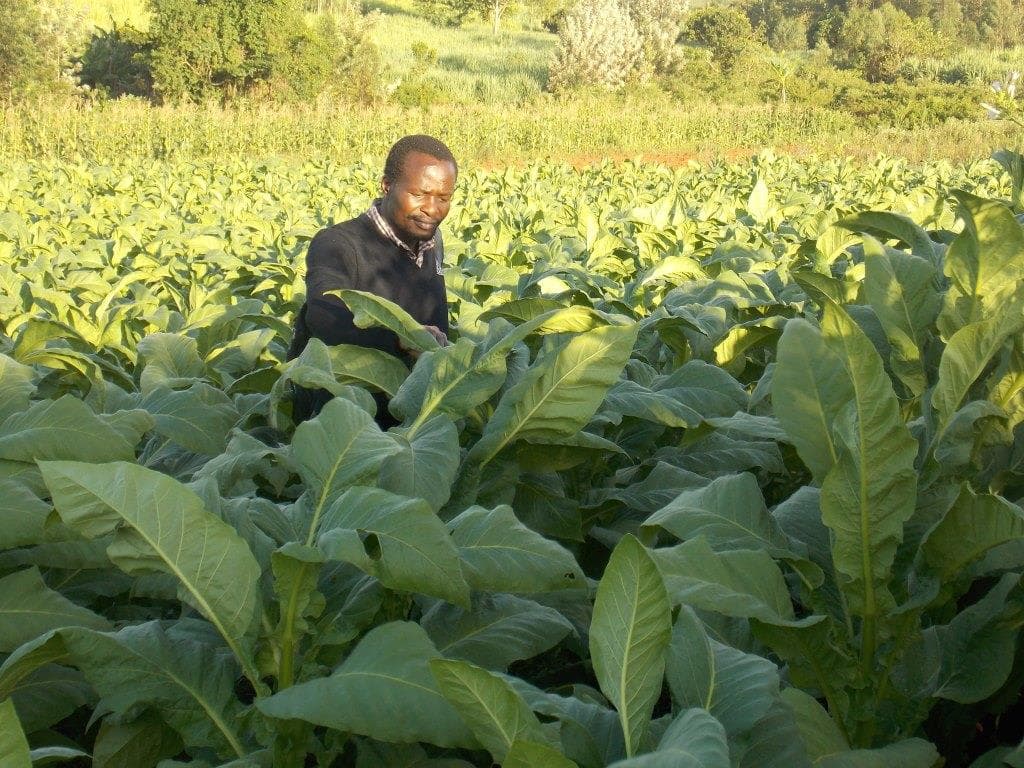 Tobacco farmers in Migori protest harsh working conditions