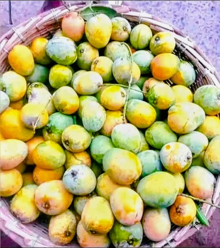 New Hot Water Treatment Plant set to boost Tana River mango exports