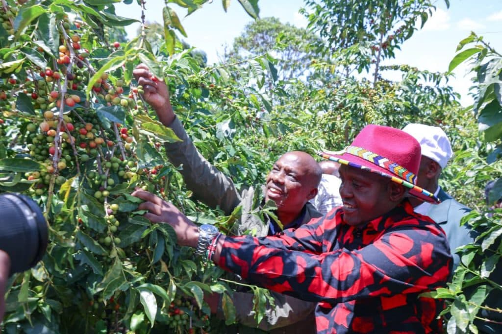 Principal Secretary for Agriculture Dr. Kipronoh Ronoh inspects a coffee farm at Kichawir in Kipkelion East, Kericho County, during a Farmers' Field Day. He was accompanied by Principal Secretary for Basic Education John Ololtuaa.