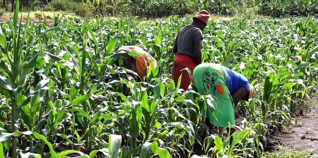 KALRO warns over looming food shortage over failed rains