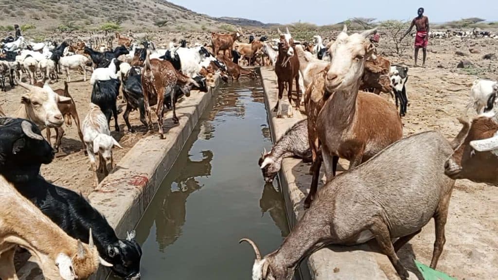 Kenya to adopt measures to address high cost of animal feed