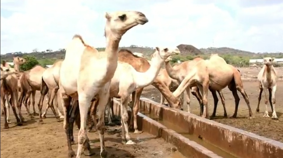 Residents want camel herders evicted from Garissa County
